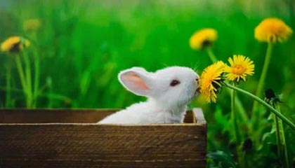 bandao-【意甲】罗马尼奥利破门凯西点射 AC米兰2比0紫百合